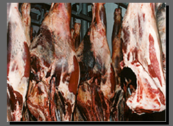 Viande fraiche de boeuf, brébis et porc, produits  réfrigérés, congélés et surgélés en general